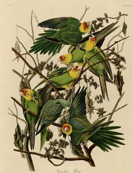 John James Audubon : Carolina parrot